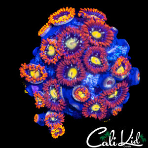 ASSORTED ZOA MINI COLONY