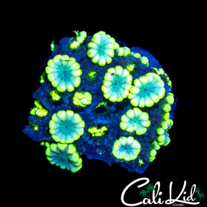 POPPY ALVEOPORA
