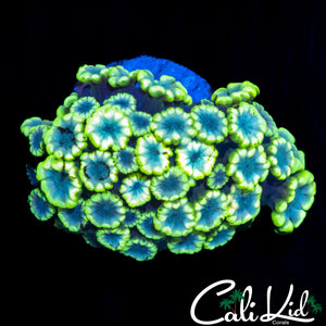 POPPY ALVEOPORA