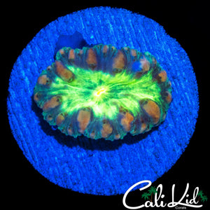 ULTRA BUBBLE BLASTO