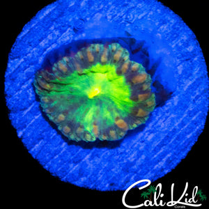 SWIRL EYE BUBBLE BLASTO