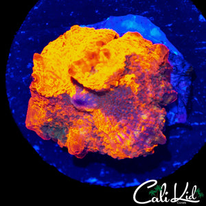 RARE 4 COLOR MUSHROOM
