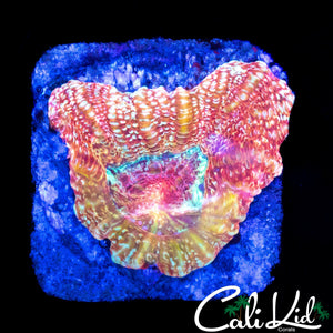 PEACH BOWERBANKI MORPH