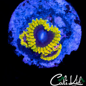 MESOSPHERE ZOA TRIPLE