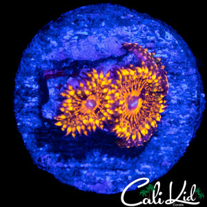 FLAMIN MOHICAN ZOA TRIPLE