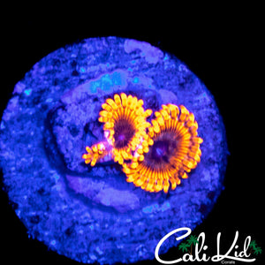 MYSTERY ZOA DOUBLE