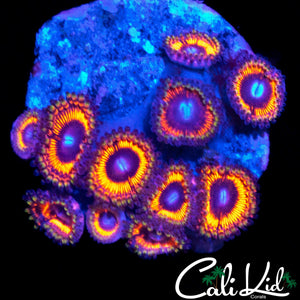 RAINBOW SKIRT PALY MINI COLONY