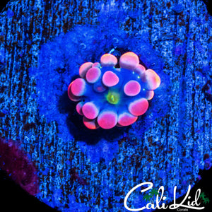 CK 66 BOUNCE MUSHROOM BABY (AMAZINGLY RARE!)