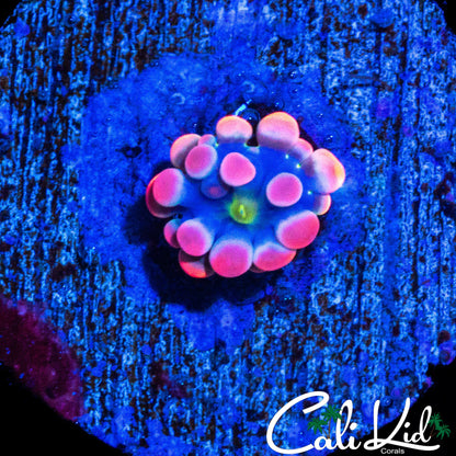 CK 66 BOUNCE MUSHROOM BABY (AMAZINGLY RARE!)