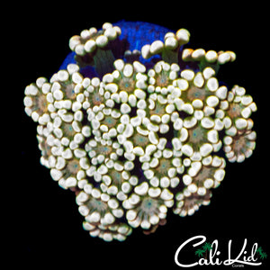 LUCKY CHARMS ALVEOPORA