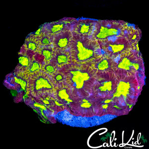 FLAMETHROWER FAVIA CHUNK