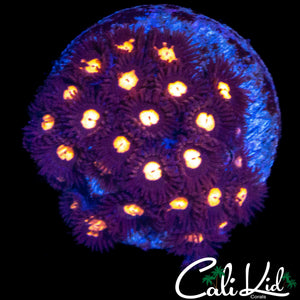 ASSORTED ZOA MINI COLONY