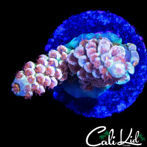 BANGIN PINK POLYP TENIUS