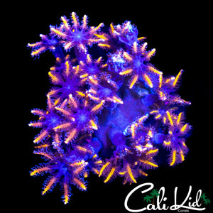 RAINBOW CLOVES CHUNK