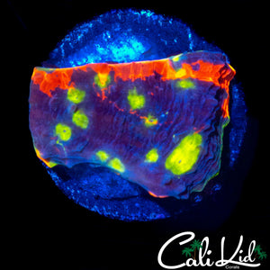 CK RARE UNRELEASED RAINBOW CHALICE