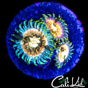 SOUR PUNCH ZOA TRIPLE