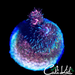 CK HYPER PINK MILLI