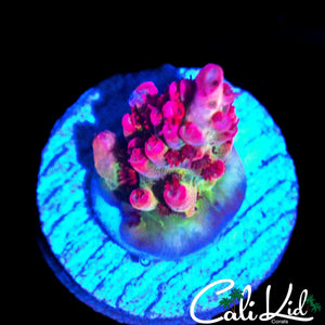 CB MALEFICIENT ACRO