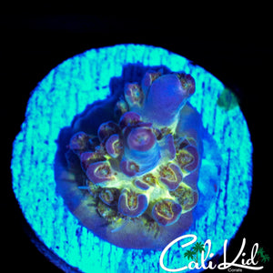 MYSTERY ACRO