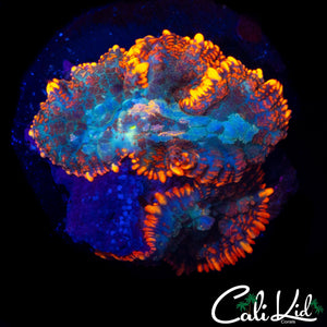 FLAME RIM RHODACTIS DOUBLE