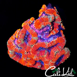 PATCH ACAN MINI COLONY