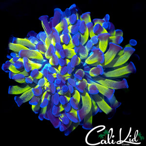 PURPLE / GREEN SPLATTER BRANCHING HAMMER