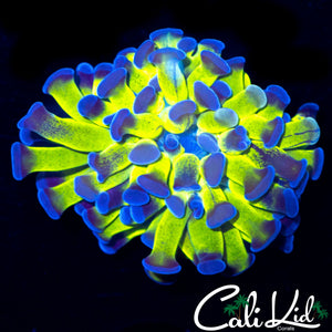 PURPLE / GREEN SPLATTER BRANCHING HAMMER