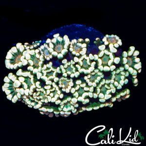 LUCKY CHARMS ALVEOPORA