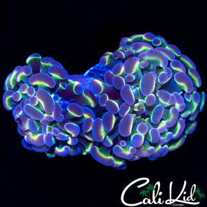 HOLOGRAM HAMMER DOUBLE