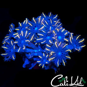 FIREWORKS CLOVES
