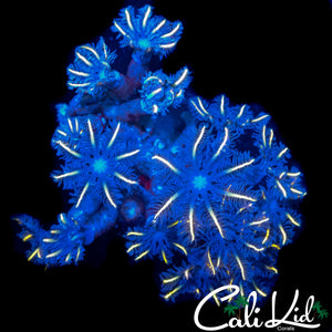 FIREWORKS CLOVES