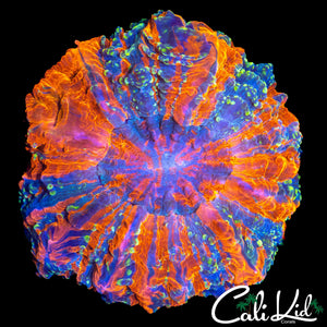 BEAUTIFUL SPECKLED ACANTHO