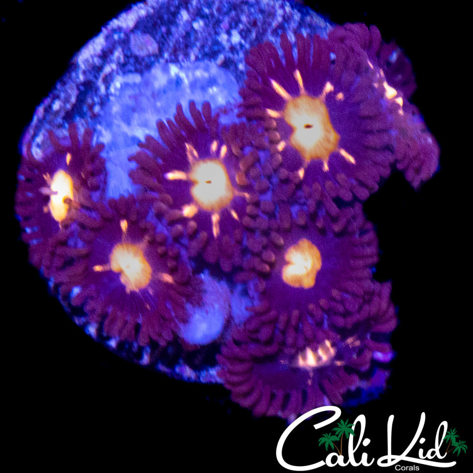 CK STARLIGHT MINI COLONY