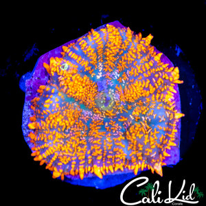 RAINBOW RHODACTIS