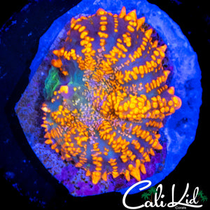 RAINBOW RHODACTIS