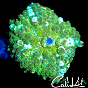 WHITE BUBBLE RHODACTIS