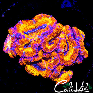 ULTRA RAINBOW ACAN MINI COLONY