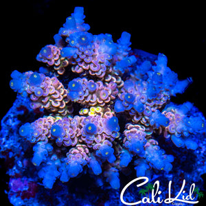 ULTIMATE RAINBOW TENIUS COLONY