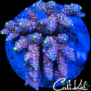 INSANE RAINBOW TENIUS COLONY