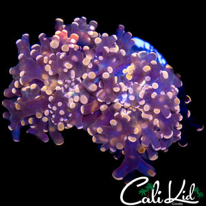 PINK BRANCHING FROGSPAWN