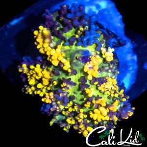CK MAGIC CARPET MUSHROOM (SUPER BRIGHT)