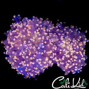 PINK BRANCHING FROGSPAWN DOUBLE