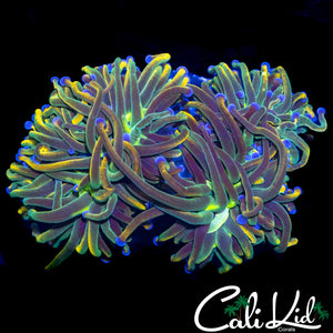 INDO GOLD MORPH TORCH DOUBLE