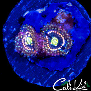 INTERSTELLAR ZOA DOUBLE