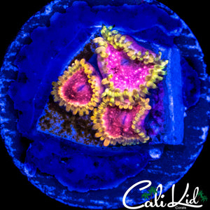 RRC PINK DIAMOND TRIPLE