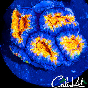 FROSTED ACAN MINI COLONY