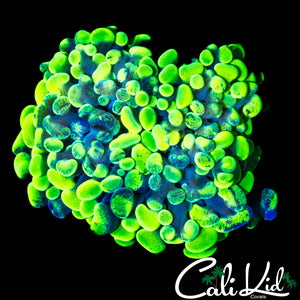 SPLATTER BRANCHING HAMMER