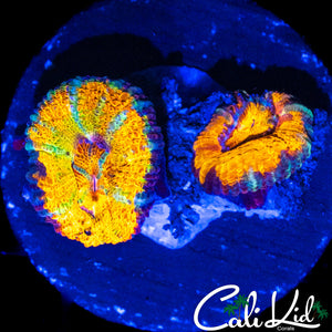 RAINBOW STRIPE ACAN DOUBLE