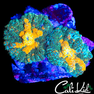 ORANGE MOUTH RHODACTIS DOUBLE