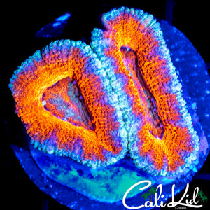 ULTRA ACAN DOUBLE